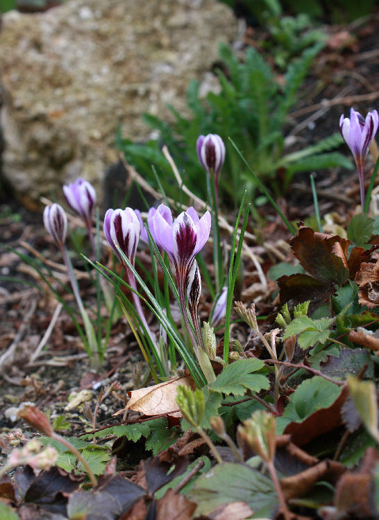 Crocus minimus 'Spring Beauty'