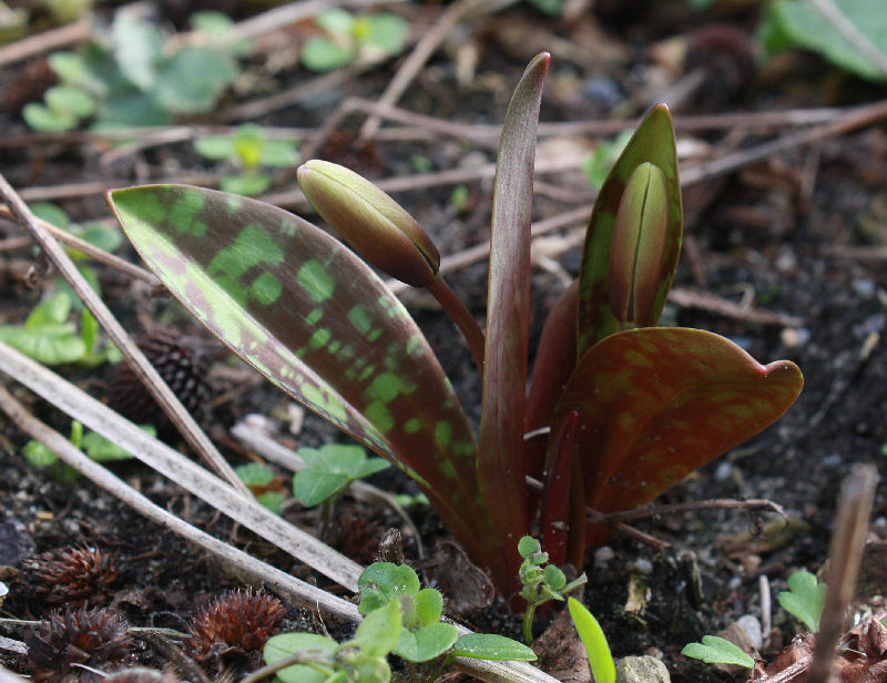 Erythronium dens-canis 'Pink Perfection'