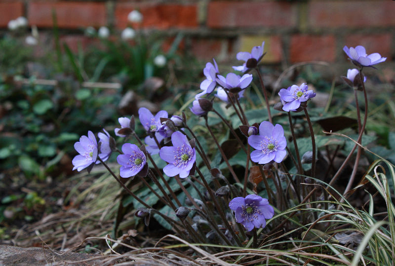 Hepatica nobilis