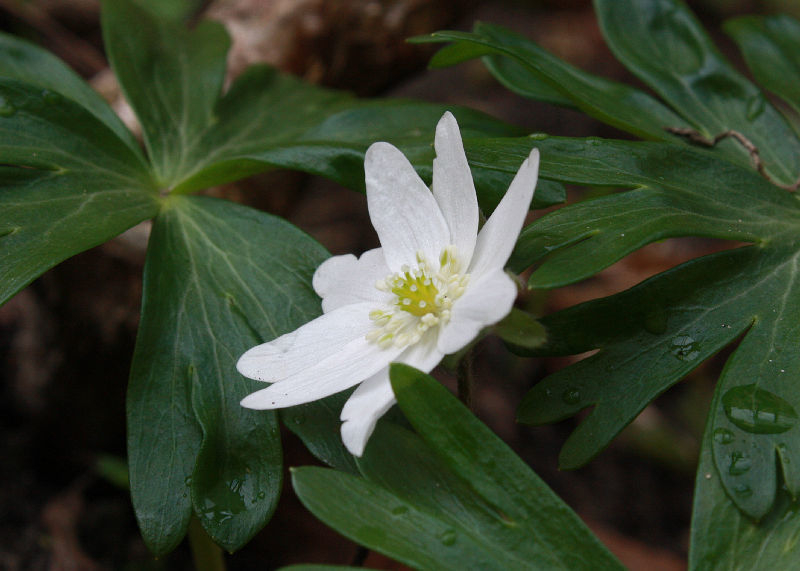 Hepatica transsilvanica 'Eisvogel'
