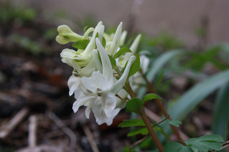 Corydalis malkensis