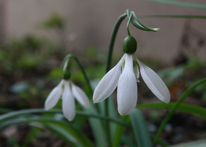 Galanthus plicatus