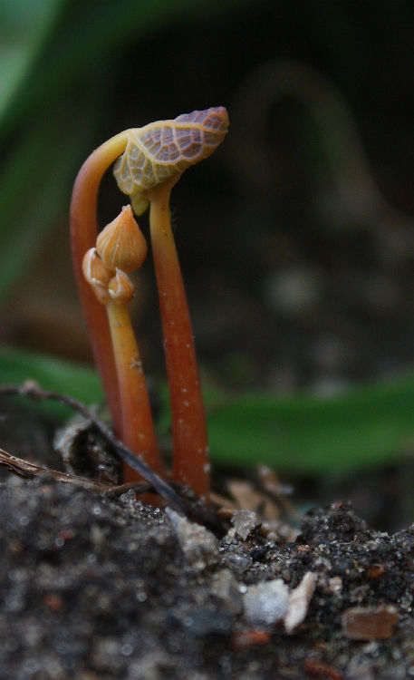 Eomecon chionantha
