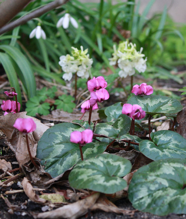 Cyclamen coum 'Marianne'