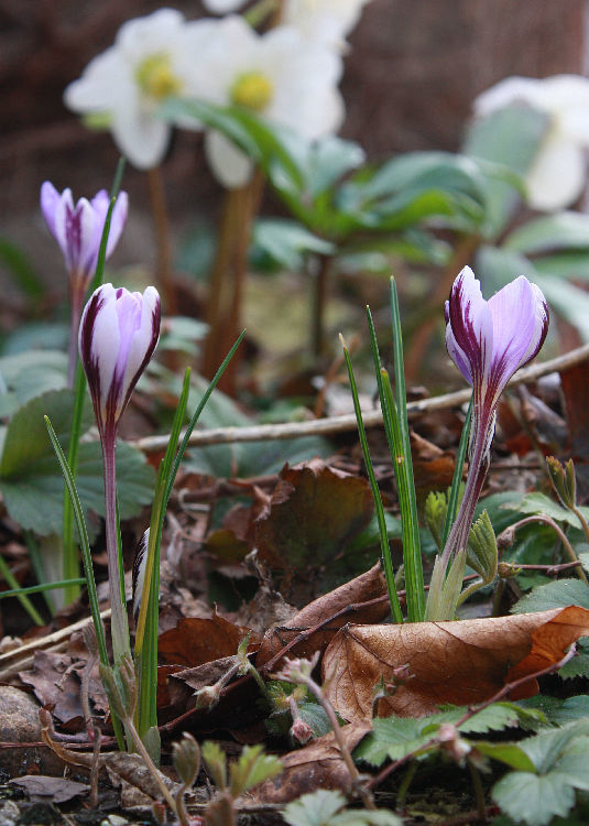 Crocus minimus 'Spring Beauty'