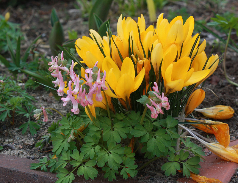 Crocus luteus 'Grand Yellow'
