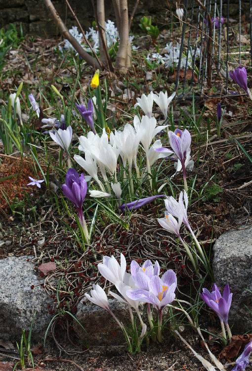 Crocus vernus cv.