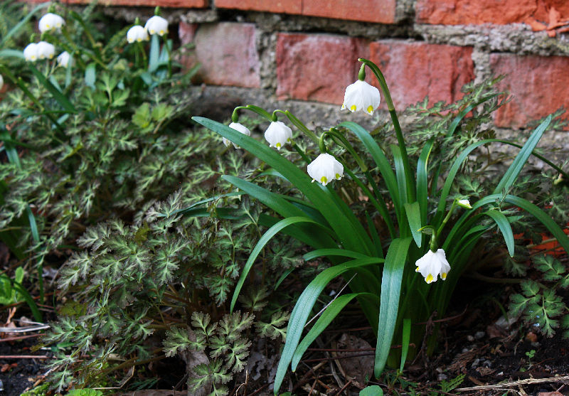 Leucojum vernum