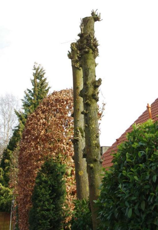 Stehlen