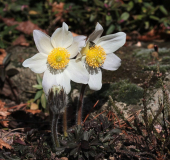 Pulsatilla vernalis