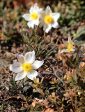 Pulsatilla vernalis