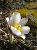 Pulsatilla vernalis