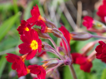 Primula veris Rot