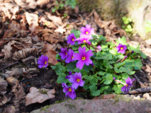 Primula juliae, die Teppich-Primel