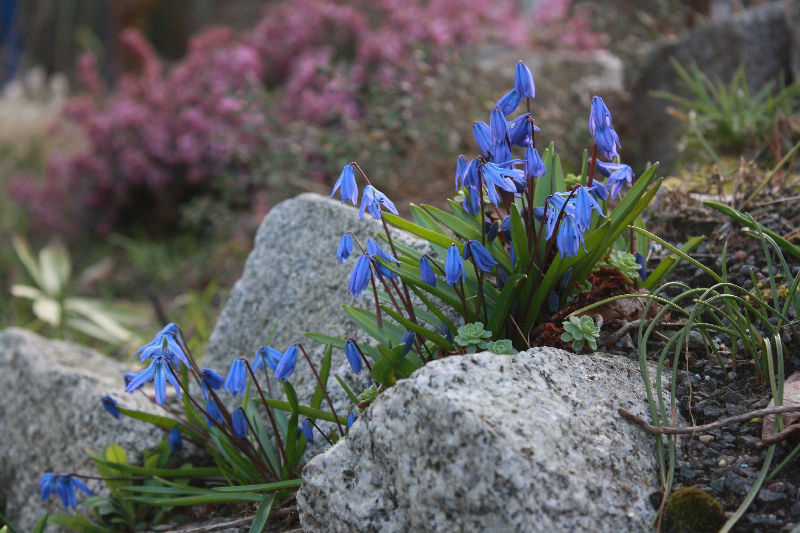 Scilla siberica