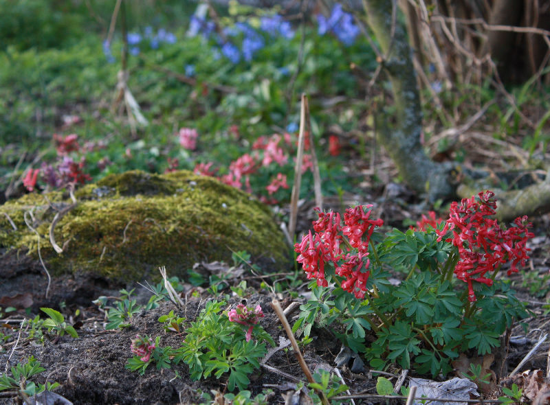Corydalis solida