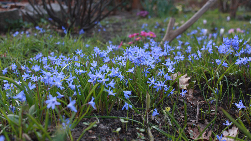 Scilla sardensis (Chionodoxa sardensis), Bestand mit Chionoscilla-Hybriden