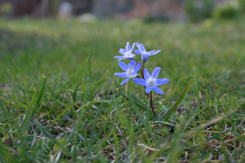 Scilla sardensis (Chionodoxa sardensis)