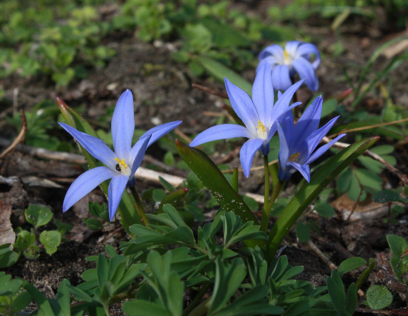 Scilla luciliae (Chionodoxa luciliae)