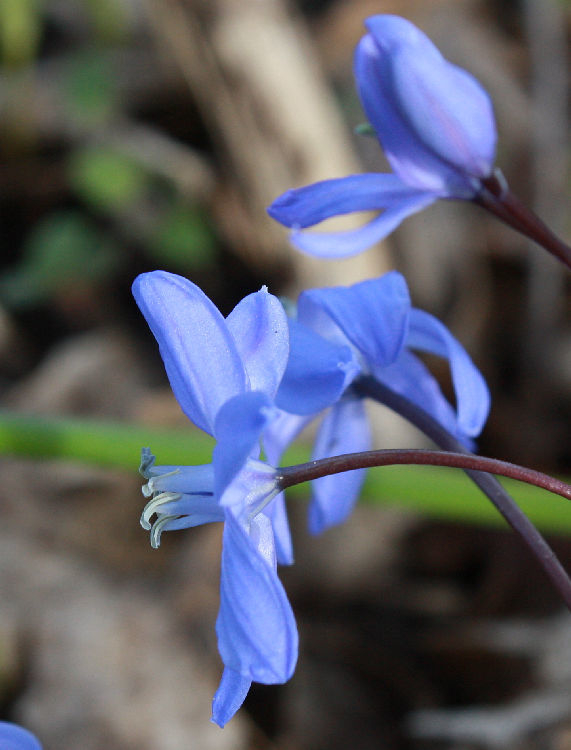 Scilla-Hybride (Chionoscilla)