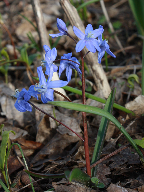 Scilla-Hybride (Chionoscilla)