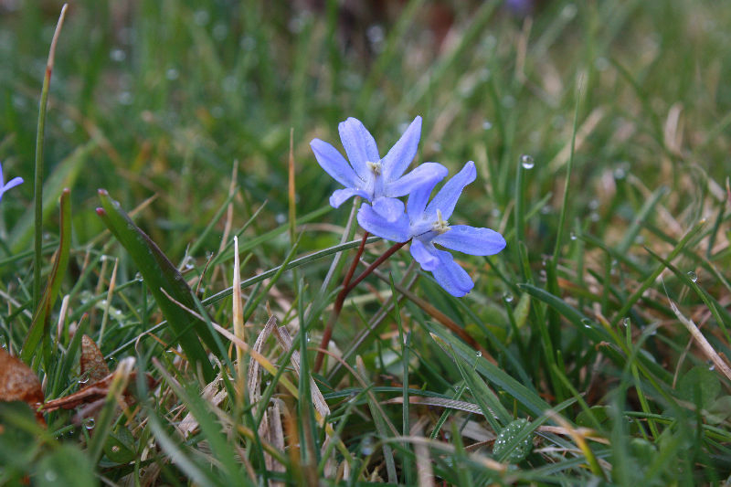 Scilla-Hybride (Chionoscilla)
