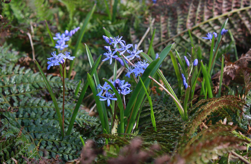 Scilla bifolia