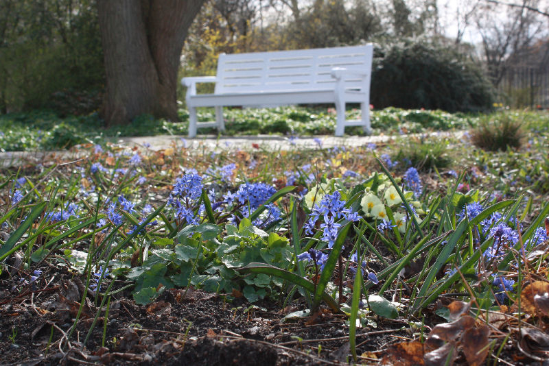 Scilla bifolia