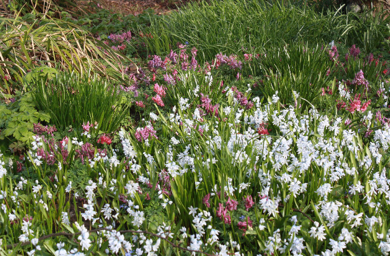 Puschkinia scilloides, Corydalis solida