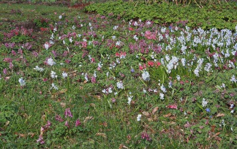 Puschkinia scilloides, Corydalis solida