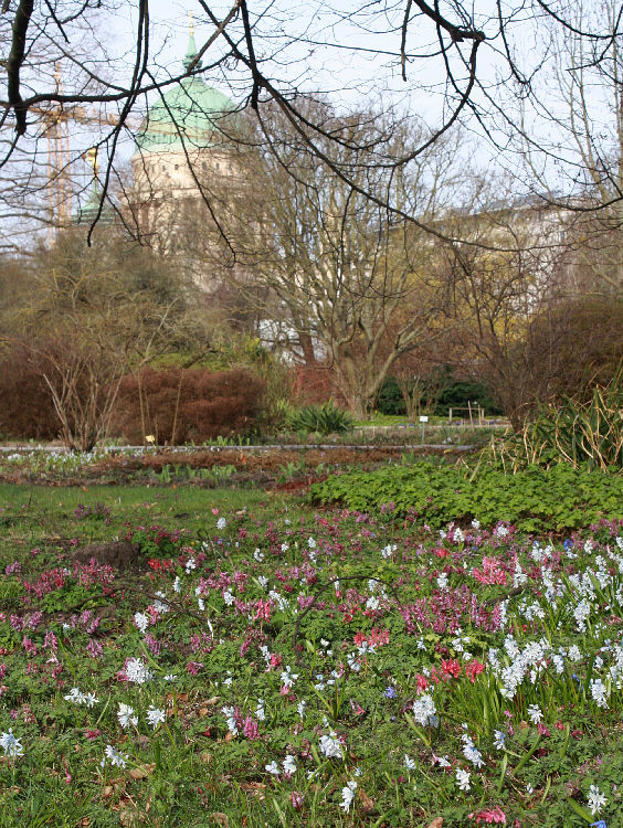 Puschkinia scilloides, Corydalis solida