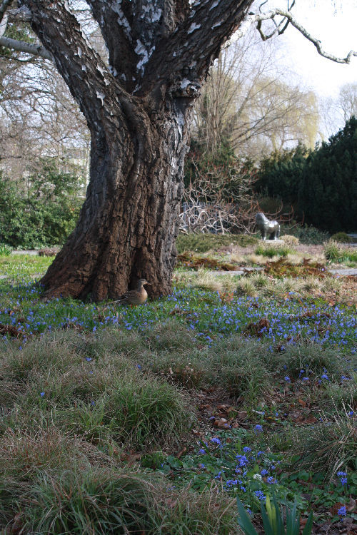 Scilla bifolia
