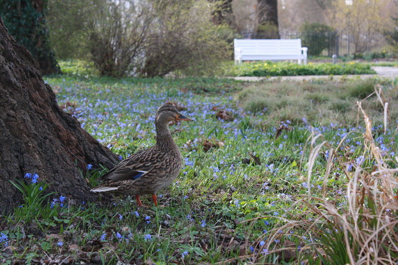 Scilla bifolia