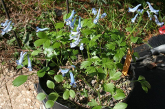 Corydalis spec