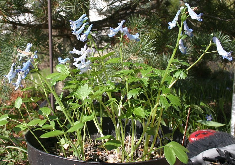 Corydalis spec