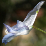 Corydalis spec