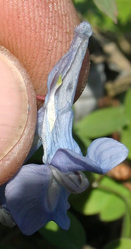 Corydalis fumariifolia