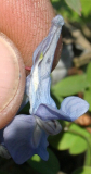 Corydalis spec