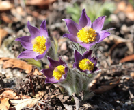 Pulsatilla patens ssp. multifida