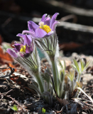 Pulsatilla patens ssp. multifida