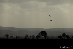 November-Eifel 1