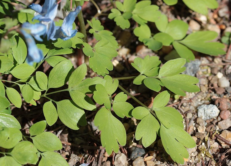 Corydalis fumariifolia