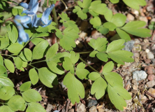 Corydalis spec. cf. fumariifolia