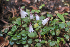 S. minima