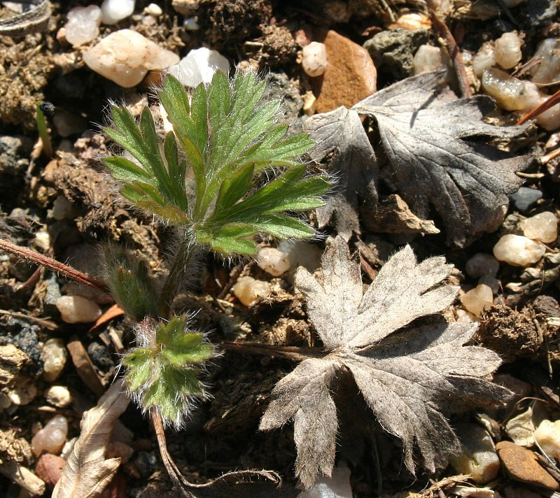 Pulsatilla halleri ssp. slavica