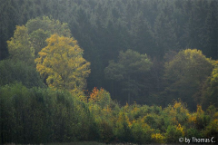 November-Eifel 5