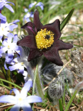 Pulsatilla rubra