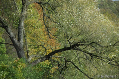 November-Eifel 6