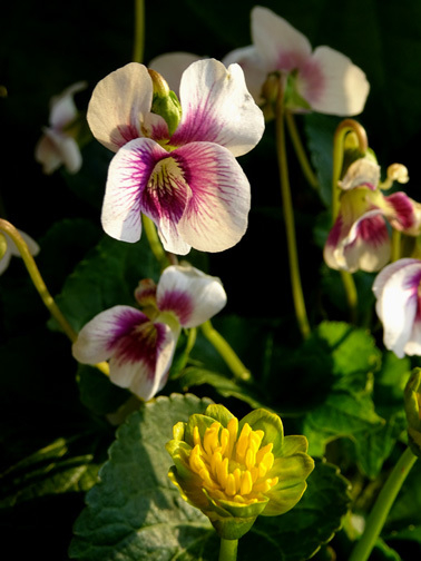 Viola Alice Witter und Ranunculus ficaria jeffley