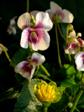 Viola Alice Witter und Ranunculus ficaria jeffley